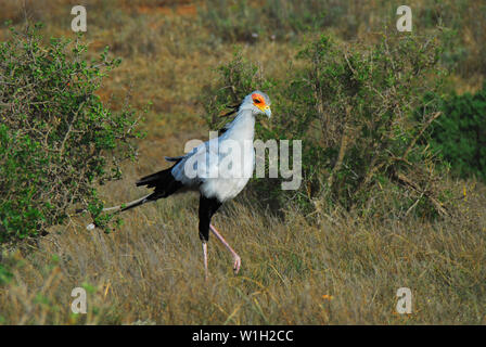 Exotic Secretarybirds are endemic to Africa.  This beautiful wild specimen was photographed on safari in South Africa. Stock Photo