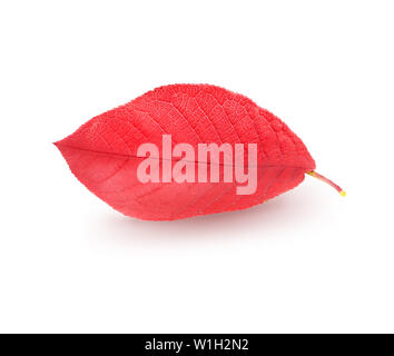 Isolated red tree leave photographed close-up on white background with clipping path Stock Photo