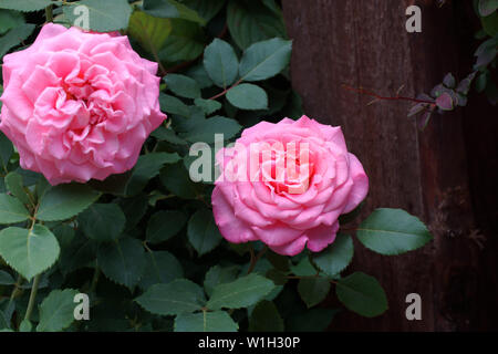 Ashley's beautiful pink rose. Flowers in a garden in natural conditions among greenery, under the open sky. Two flowers. Stock Photo
