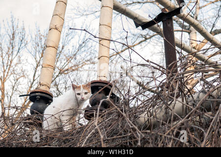 street cat on dry branches. small street cat white with red ears. Stock Photo