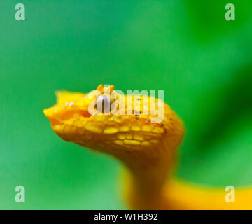 Eyelash Viper (Blue)/ Crotalo Cornudo (Azul)