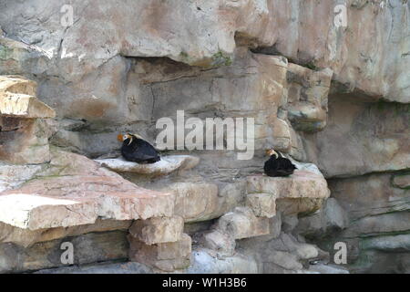 Tufted Puffin nesting on a cliff face Stock Photo