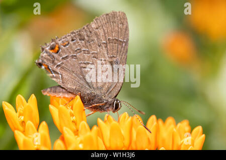 Banded Hairstreak butterfly feeding on bright orange Butterflyweed Stock Photo