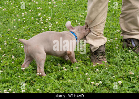 Weimaraner puppy tugging and twisting on a pant leg Stock Photo