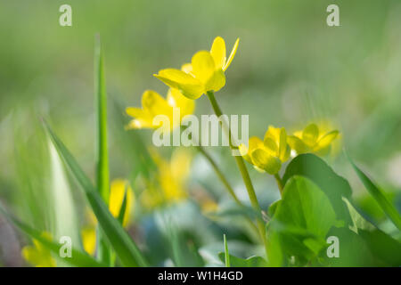 Small yellow flowers grow in a sunny meadow, primroses in spring. Lesser celandine, buttercup family. Stock Photo