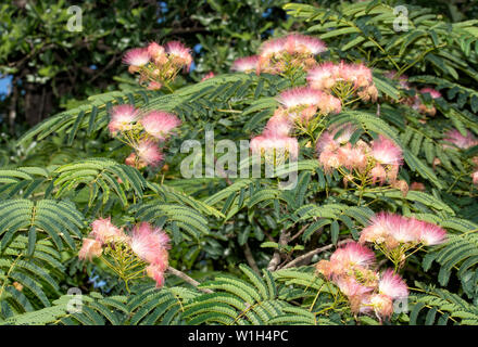 Beautiful pink and white fuzzy blooms of a Persian Silk Tree, often also called a Mimosa Tree Stock Photo