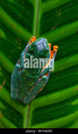 TIGER FROG - RANA TIGRE O RANA ESPLENDIDA (Agallychnis calcalifer), Costa Rica, Central America, America Stock Photo