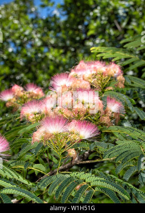 Beautiful pink flower clusters of a Persian Silk Tree in early summer sun Stock Photo