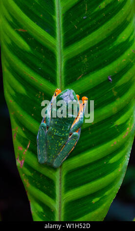 TIGER FROG - RANA TIGRE O RANA ESPLENDIDA (Agallychnis calcalifer), Costa Rica, Central America, America Stock Photo