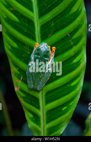 TIGER FROG - RANA TIGRE O RANA ESPLENDIDA (Agallychnis calcalifer), Costa Rica, Central America, America Stock Photo