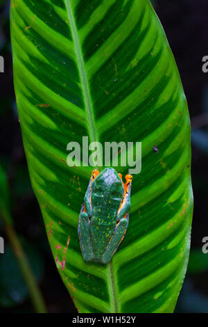 TIGER FROG - RANA TIGRE O RANA ESPLENDIDA (Agallychnis calcalifer), Costa Rica, Central America, America Stock Photo