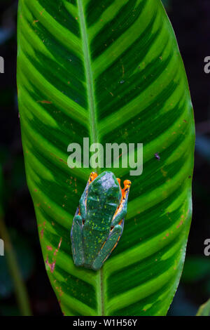 TIGER FROG - RANA TIGRE O RANA ESPLENDIDA (Agallychnis calcalifer), Costa Rica, Central America, America Stock Photo