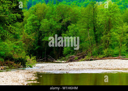 Mountain river flowing through the green forest. Stock Photo