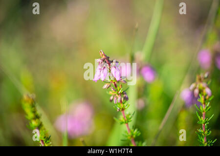 Close up of pink blossoms of the bell heather plant erica cinerea  during summer in the New Forest, England, UK Stock Photo