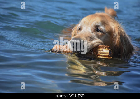 Golden Retriever dog swimming in a lake with a big stick in its mouth. Stock Photo