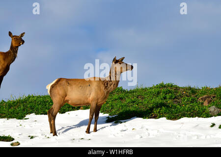 Two female elk 'Cervus elaphus'; standing on a ridge line that has some summer snow still covering the green summer vegetation in rural Alberta Canada Stock Photo