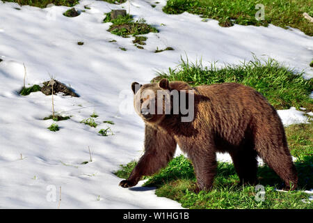 A close up side view of an adult grizzly bear "Ursus arctos" walking along a snow patch on a  grassy hillside in rural Alberta Canada Stock Photo
