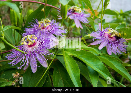 Purple Passionflowers and foliage (Passiflora incarnata) Stock Photo