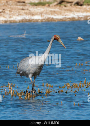 Brolga (Grus rubicunda) Stock Photo