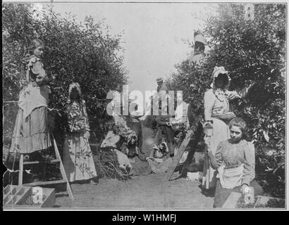 Picking cherries on an Oklahoma Fruit Ranch. A baby in a stroller watches the busy family at work, ca. 1900. Copy of halftone Stock Photo