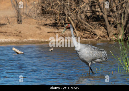 Brolga (Grus rubicunda) Stock Photo