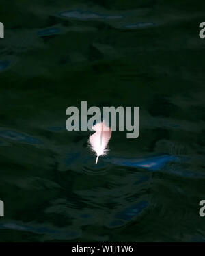 White Bird Feather Floating on Dark Green Water Stock Photo
