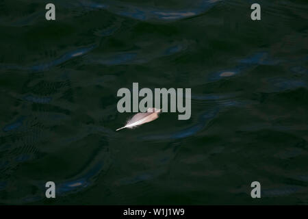 White Bird Feather Floating on Dark Green Water Stock Photo