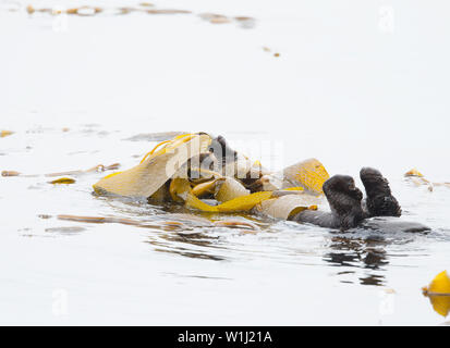 Sea Otter Wrapped in Kelp Stock Photo