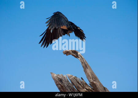 Pied crow (Corvus albus). Crows are omnivorous birds. This crow is found in open country with scattered trees, where it feeds on insects, eggs, young Stock Photo