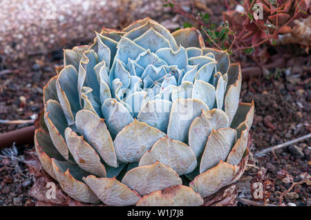 Echeveria Encantada is an impressive succulent up to 8 inches (20 cm) tall, that forms rosettes of fleshy, teardrop-shaped leaves with a frosty, white