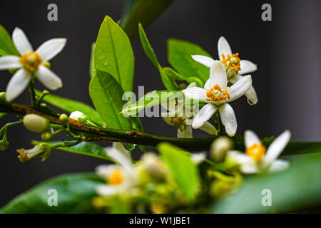 Orange tree blossoms flowering Orange tree. Photographed in Israel in March Stock Photo