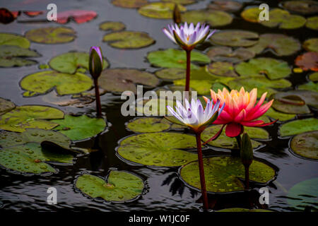 Orange water lily in a pond. Photographed in Tel Aviv, Israel in April Stock Photo