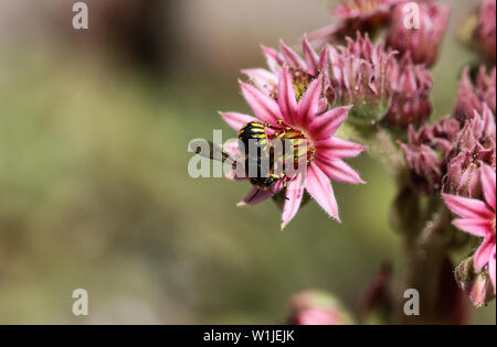 close up of the Anthidium manicatum, commonly called the European wool carder bee Stock Photo
