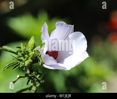 close up of Althaea officinalis, or marsh mallow flower blooming in spring in the garden Stock Photo