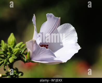 close up of Althaea officinalis, or marsh mallow flower blooming in spring in the garden Stock Photo