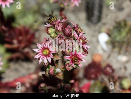 close up of common Houseleek (Sempervivum tectorum) flower, also known as Hens and Chicks, blooming during spring Stock Photo