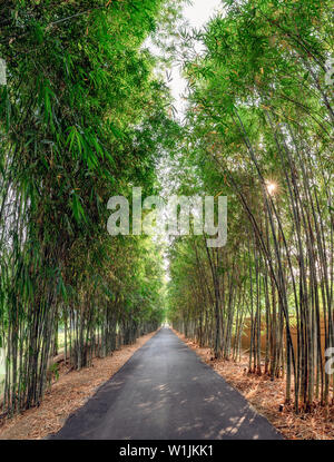Green bamboo forest with asphalt road on sunny Stock Photo