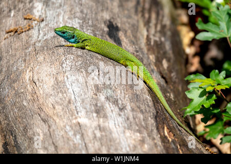Male of green lizard Lacerta viridis on a tree trunk Stock Photo