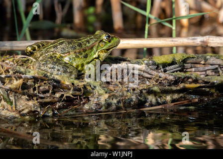 Green water frog, Rana esculenta sitting the Sun Stock Photo