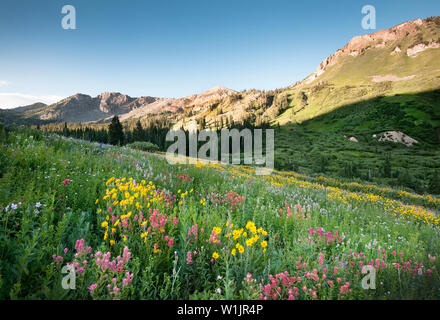 Wildflowers blooming in Albion Basin at the Alta Ski Area in Little Cottonwood Canyon, Utah. (c) 2015 Tom Kelly Stock Photo