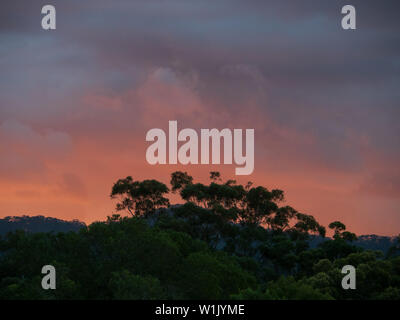 Fiery looking winter sunset as the sky is glowing pink purple and orange  clouds, behind Gum trees and bush below in front, NSW, Australia Stock Photo