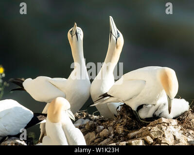 Gannets nest at the RSPB nature reserve at Bempton Cliffs in Yorkshire, as over 250,000 seabirds flock to the chalk cliffs to find a mate and raise their young. Stock Photo
