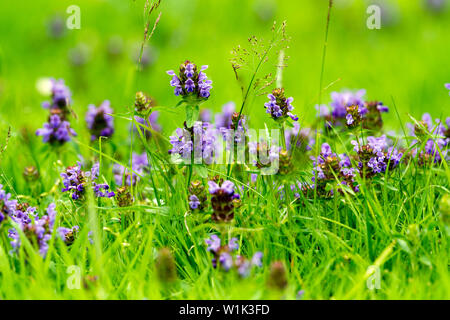 Selfheal (Prunella vulgaris) flowers, Warwickshire, UK Stock Photo