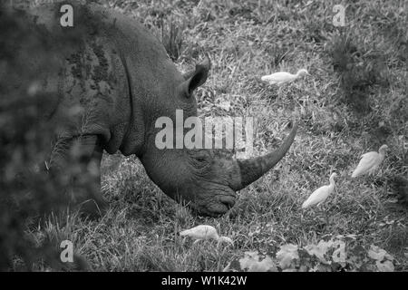 Southern white rhinoceros portrait grazing with cattle egret in Kruger ...