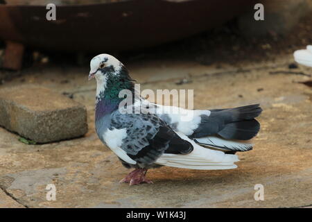 Black and white pigeon sitting on the ground Stock Photo