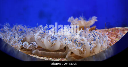 Wonderful and beautiful underwater world with corals on a blue underwater background close up Stock Photo