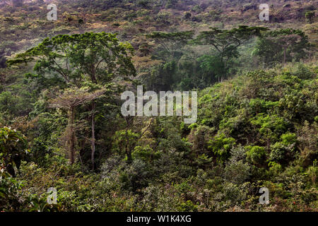 Landscape tropical rainforest lush vegetation with plants & some flowering trees in African jungle of forest reserve conservation area, Sierra Leone Stock Photo