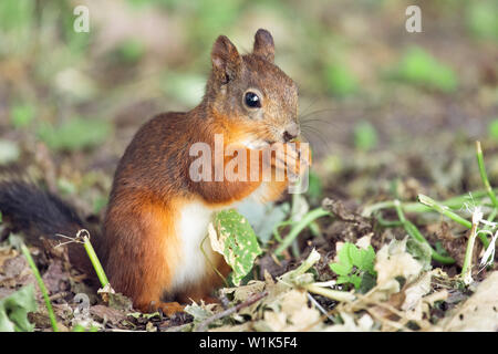 Squirrel with red fur in autumn forest on Stock Photo