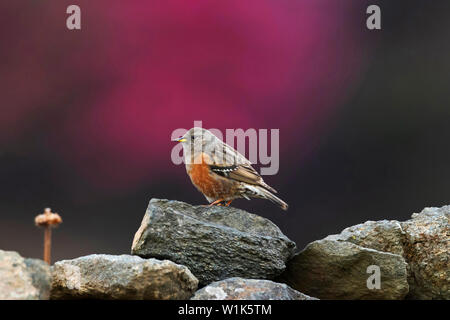 The alpine accentor, Prunella collaris, passerine bird in the family Prunellidae, Chopta, Uttarakhand, India. Stock Photo