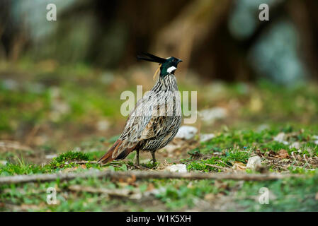 Koklass Pheasant, Pucrasia macrolopha, Chopta, Uttarakhand, India. Stock Photo